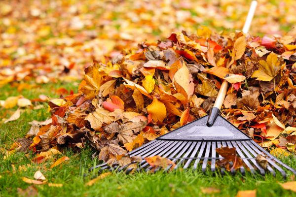 Cost of Leaves Removal in Niceville