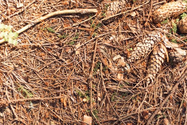Cost of Pine Needles Removal in Niceville