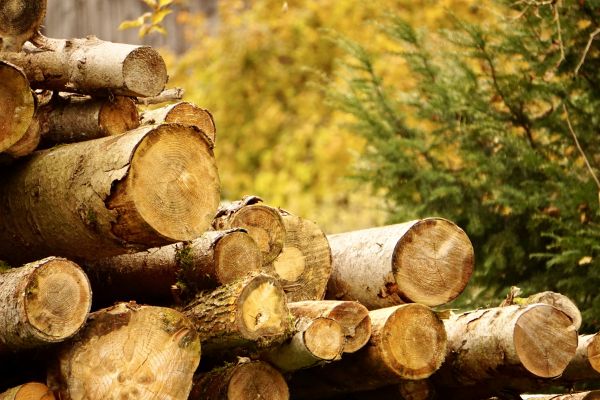 Cost of Wood Pile Removal in Niceville