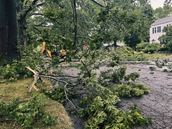 Tree Branch Disposal in Niceville