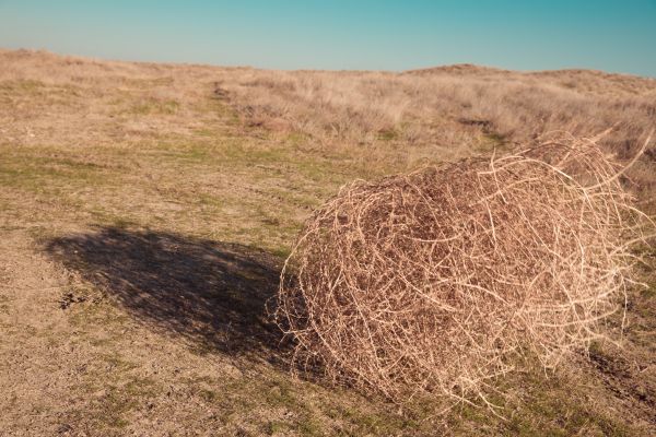 Tumbleweed Removal in Niceville