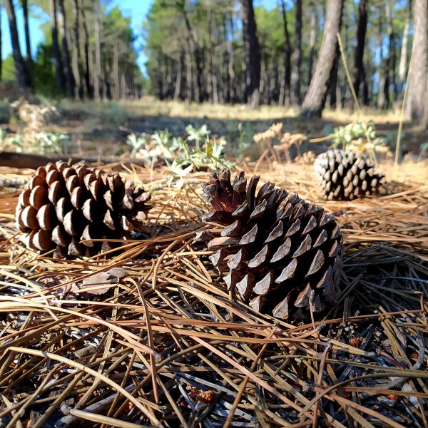 Cost of Pine Cone Removal in Niceville