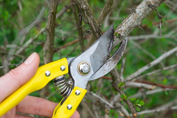 Cost of Limbs Removal in Niceville