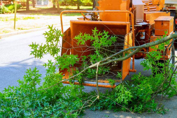 Tree Branches Removal in Niceville