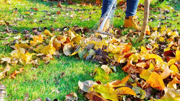 Lawn Cleanup Service in Niceville