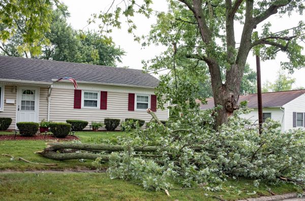 Cost of Fallen Branch Removal in Niceville