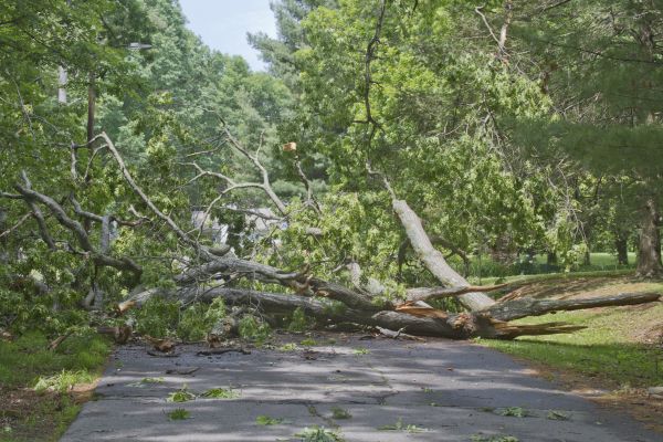 Tree Debris Removal in Niceville